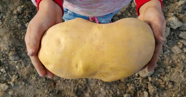 ДНК тест показа, че потенциален кандидат за титлата най-голям картоф