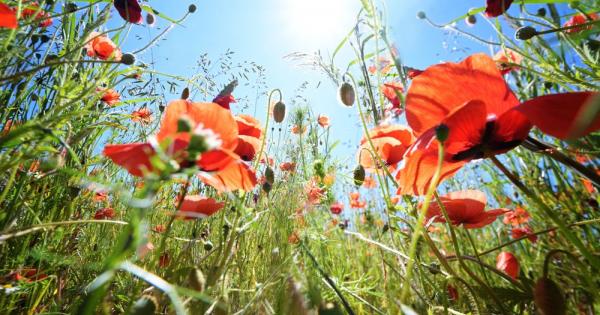 Колониалната история на Европа е оставила своя отпечатък върху природата