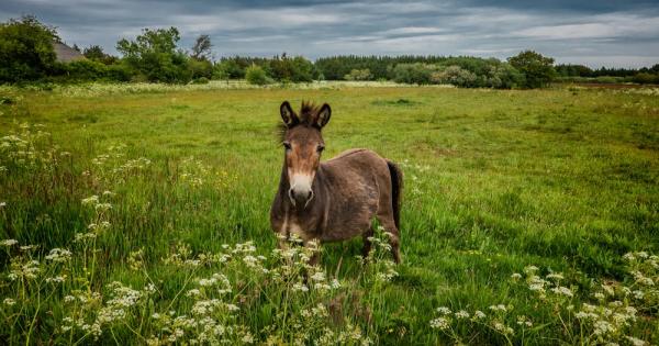 Знаете ли че мулето е единственото нечифтокопитно животно способно да