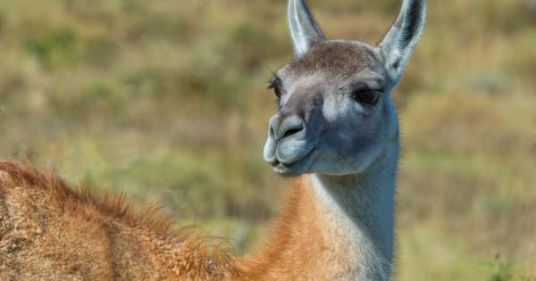 Какво е да наплюеш неприятеля си на 5 метра разстояние Дивата
