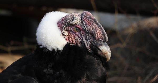 Южноамерикансият кондор Vultur gryphus или още андският кондор е голяма