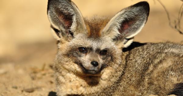 Дългоухата лисица е хищник представител на семейство кучета който се