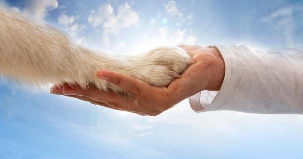 Кучетата са връзката ни с рая Те не знаят значението