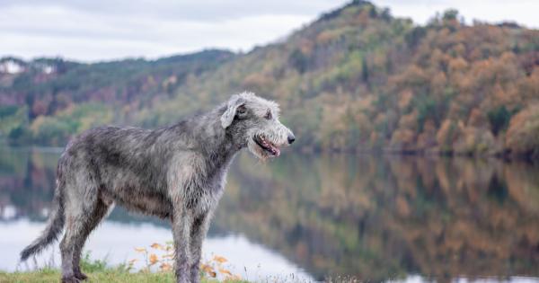 Ирландски вълкодав на англ Irish Wolfhound е най високото куче в