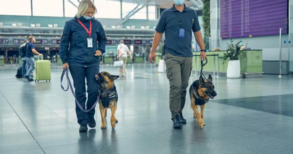 Кучетата могат да бъдат обучени да засичат над 90 процента