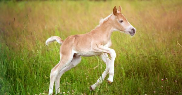 Най малкият кон в света е от породата Фалабела В света на