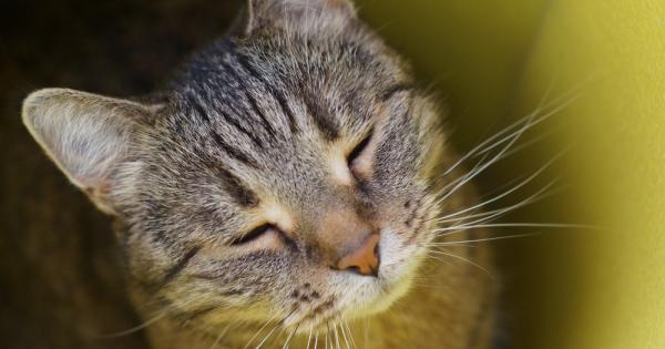 Котките имат репутацията на своенравни и не особено дружелюбни същества