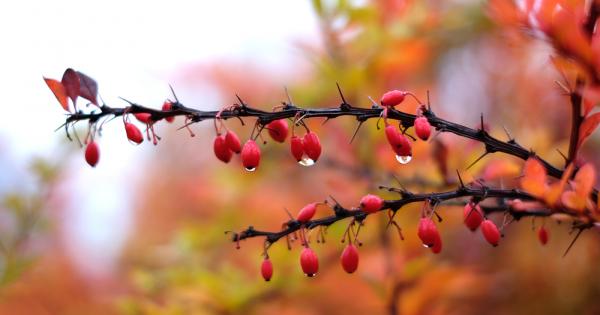 Според най известната легенда за дряна когато Бог сътворил света и решил да му даде цветя и дървета