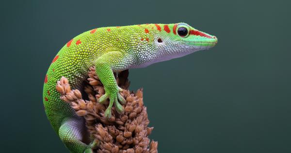 Инженери от Канада се вдъхновиха от невероятната способност за захващане