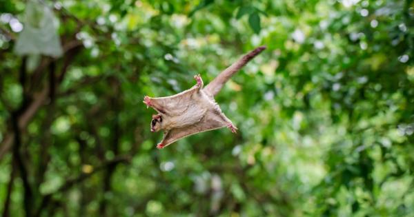 Мислите си че катериците се движат само по земя и