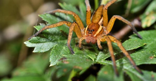 Паяците са безгръбначни хищни животни от клас които се отличават