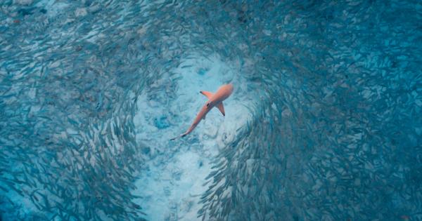 Заради затоплянето на световния океан акулите се раждат по малки и