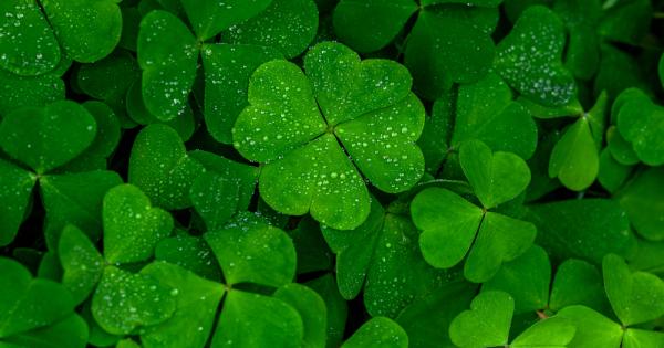 Защо четирилистните детелини са заредени с толкова много късмет Може