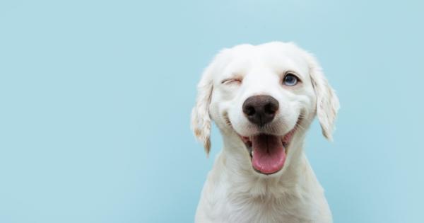 Представете си кучетата също могат да намигат – и това