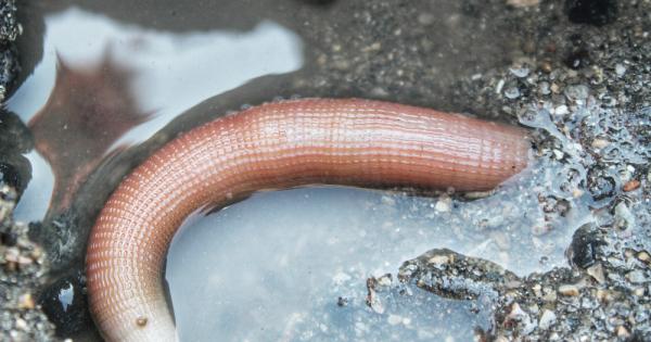 На нашата планета живее вид морски червей наречен Urechis caupo но