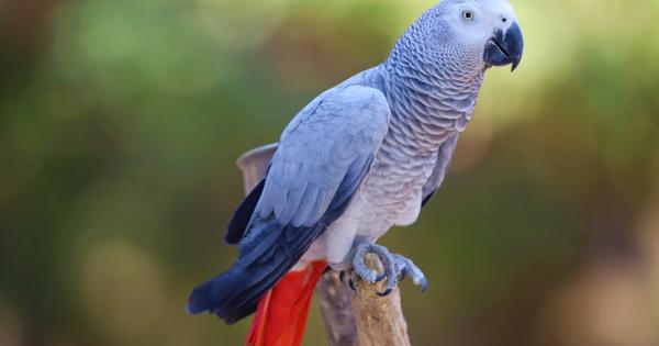 Жако Psittacus erithacus е вид папагал един от двата в