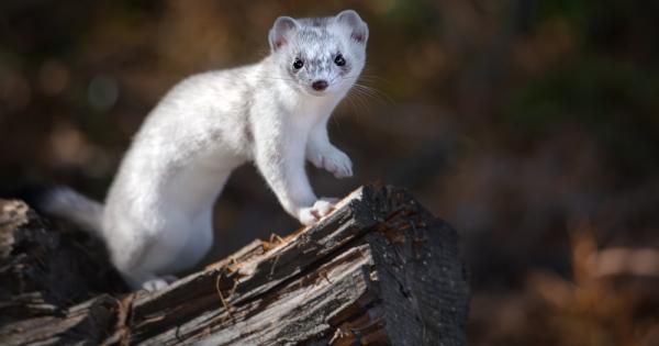 Хермелинът е хищно млекопитаещо от семейство Порови Mustelidae Среща се