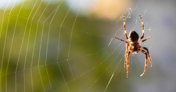 Паяците изглежда имат уши навсякъде Ново изследване което все още