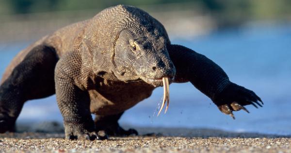 Страховитият Комодски варан който се среща в Индонезия има слой