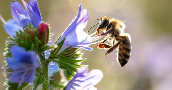 Пчелите са като кислорода – те са навсякъде невероятно важни