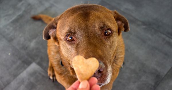 Изследователи разкриха че кучетата като животни са развили мускули около