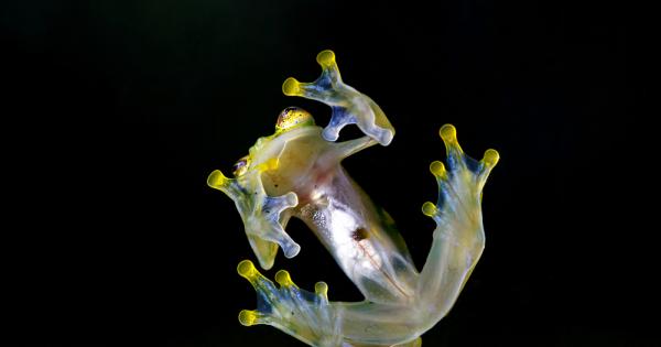 Някои жаби обитаващи Южна и Централна Америка притежават рядката способност