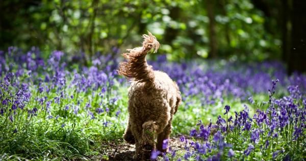 Начинът по който кучетата махат с опашките си издава техните