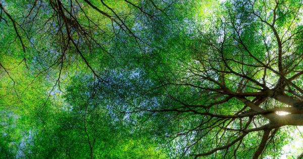 Възстановяването на екосистемите е на първо място в международния дневен