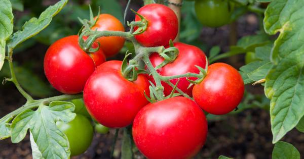 Шотландски учени откриха още един полезен ефект на доматите –