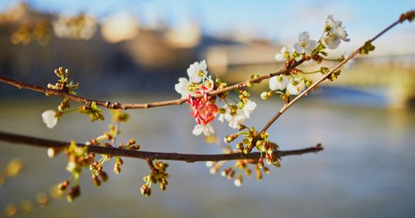 Живяла Марта със своите братя далеч в планината Братята й