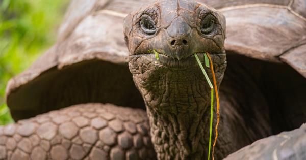 Баснята Костенурка и заек на Езоп ни учи че самодоволството
