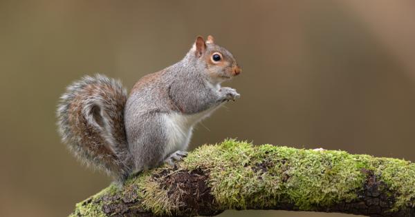 Тайната защо сивите катерици са повече от червените си събратя