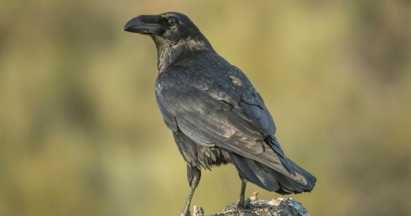 Биолози в Германия установиха че обикновените черни врани могат да