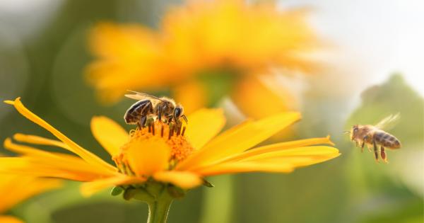 Пчелите визуализират количествата от ляво надясно от най малкото към най голямото