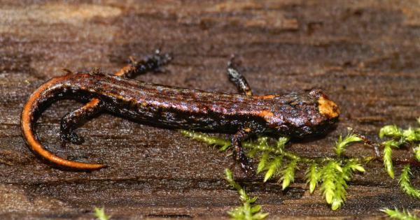 Aneides vagrans т нар странстващ саламандър е мистериозно същество То