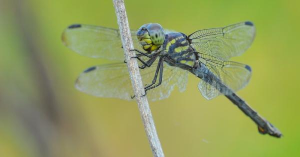 Водните кончета са вид хищни насекоми които са сравнително големи