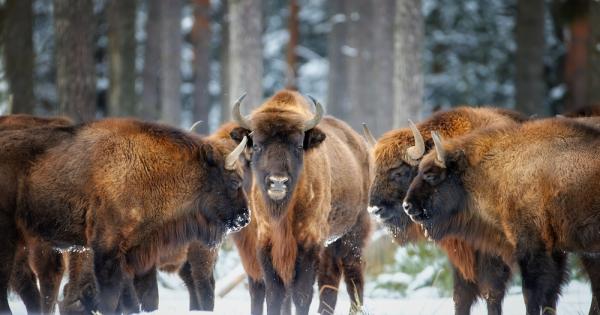 Често принудени да изследват последствията от изчезването на даден вид
