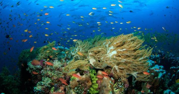 Край египетския бряг дълъг коралов риф сияе в хиляди цветове.