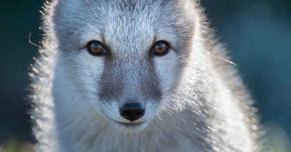 Полярната лисица Vulpes lagopus наричана също арктическа лисица или песец