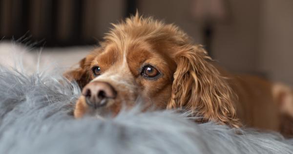 Не искам куче да имам Не искам нищо да имам
за кратко А