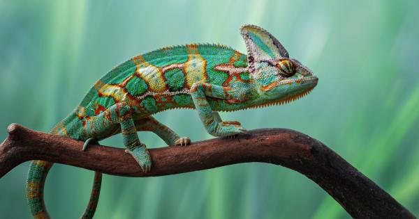 Изследователи от Чикагския университет са разработили подобен на хамелеон строителен