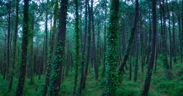 Становището на науката Защитата на горите и залесяването няма да компенсира