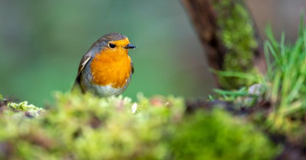 Искате да узнаете коя красива песнопойна птичка издава тези мелодични звуци