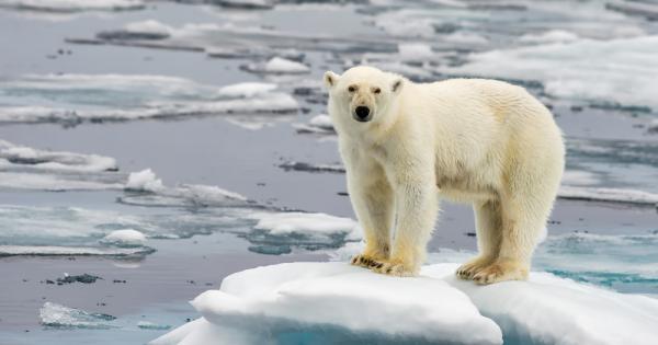 Загубата на арктическите летни ледове в следващите 30 години е