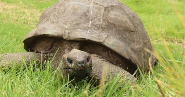 Джонатан официално се превърна в най старата костенурка в света Той вече