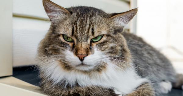 Определени качества вървят ръка за ръка с други качества Например