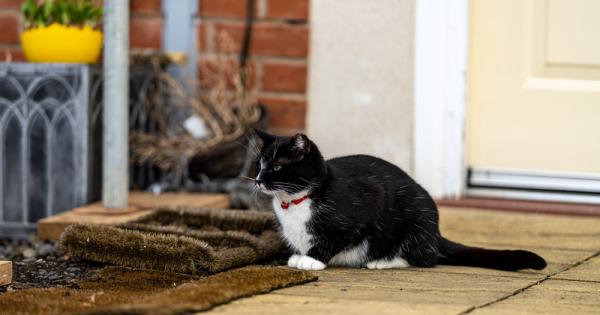 Американец от Мисисипи твърди че домашният котарак е предотвратил обир