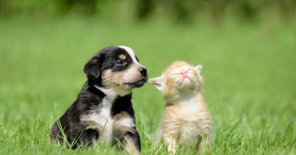 Оригиналният щам на вируса не изглеждаше да причинява сериозни заболявания