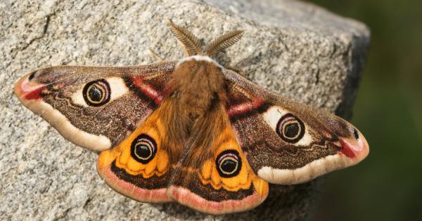 Пеперудите са едни от най красивите насекоми Децата обикновено се забавляват