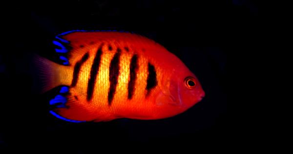 На пръв поглед рибата Тройноперка е по скоро невзрачна дори можем